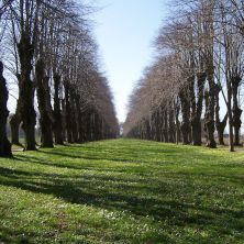 Allee im Winter