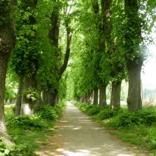 Allee im Sommer