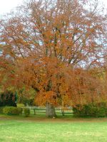 Herbstbaum.jpg