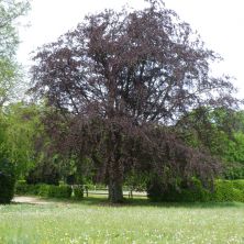 Buche im Sommer